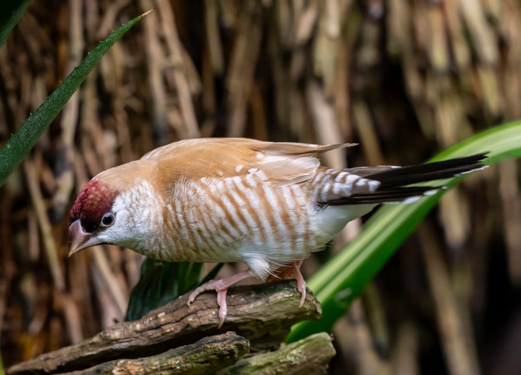 small tan bird with a red cap and white stripes along its belly