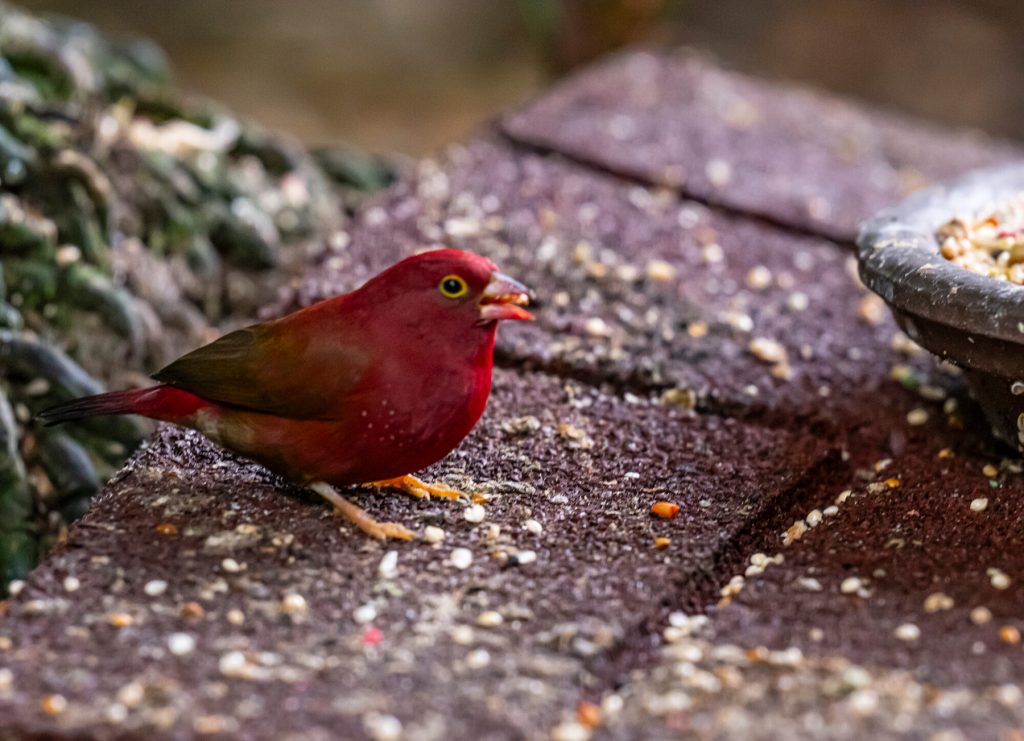 red bird earring seeds