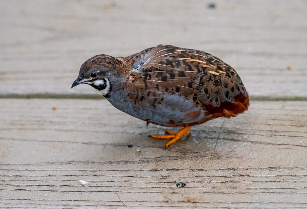 small gray and tan bird with orange legs.