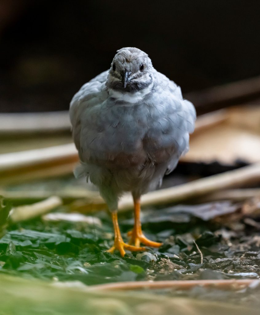 small gray and tan bird with orange legs.