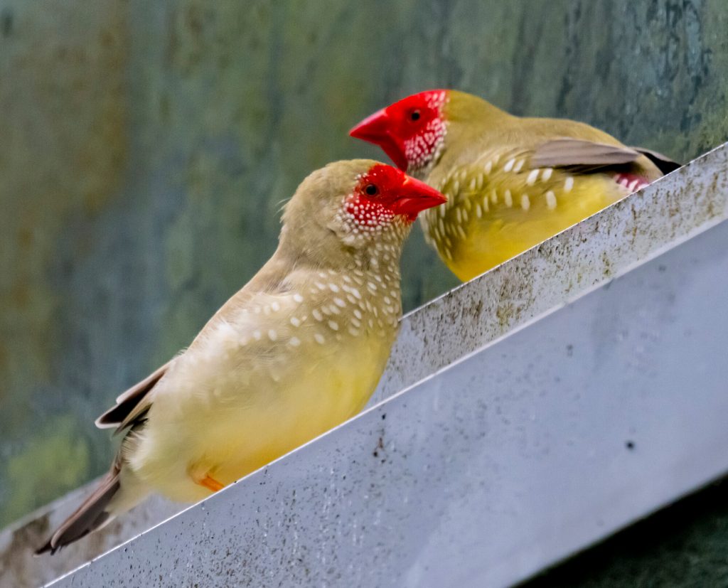 two yellow birds with red faces