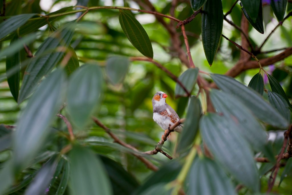 zebra finch sitting amidst green foliage