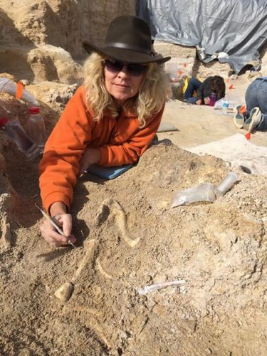 Montbrook Fossil Dig – Florida Museum of Natural History