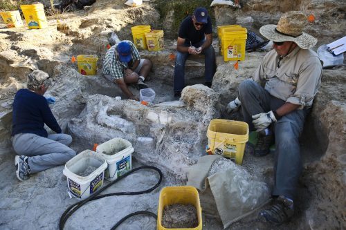 montbrook fossil dig