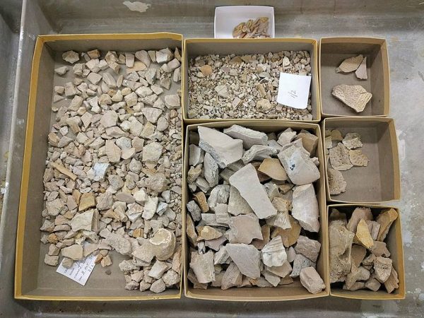 Boxes of washed and dried fossils.