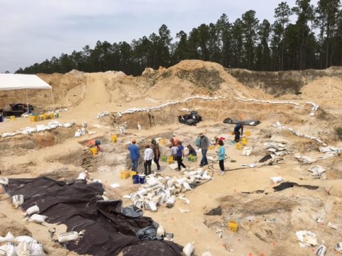 montbrook fossil dig