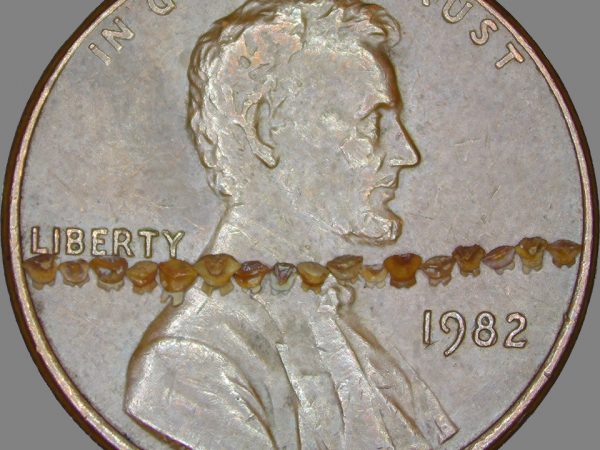 A string of many Dasyatis teeth across a penny