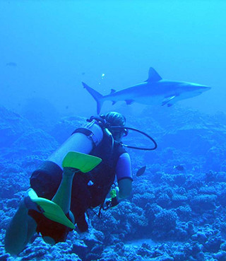 Grey reef shark and diver. Photo (c) Brian Donahue jpg