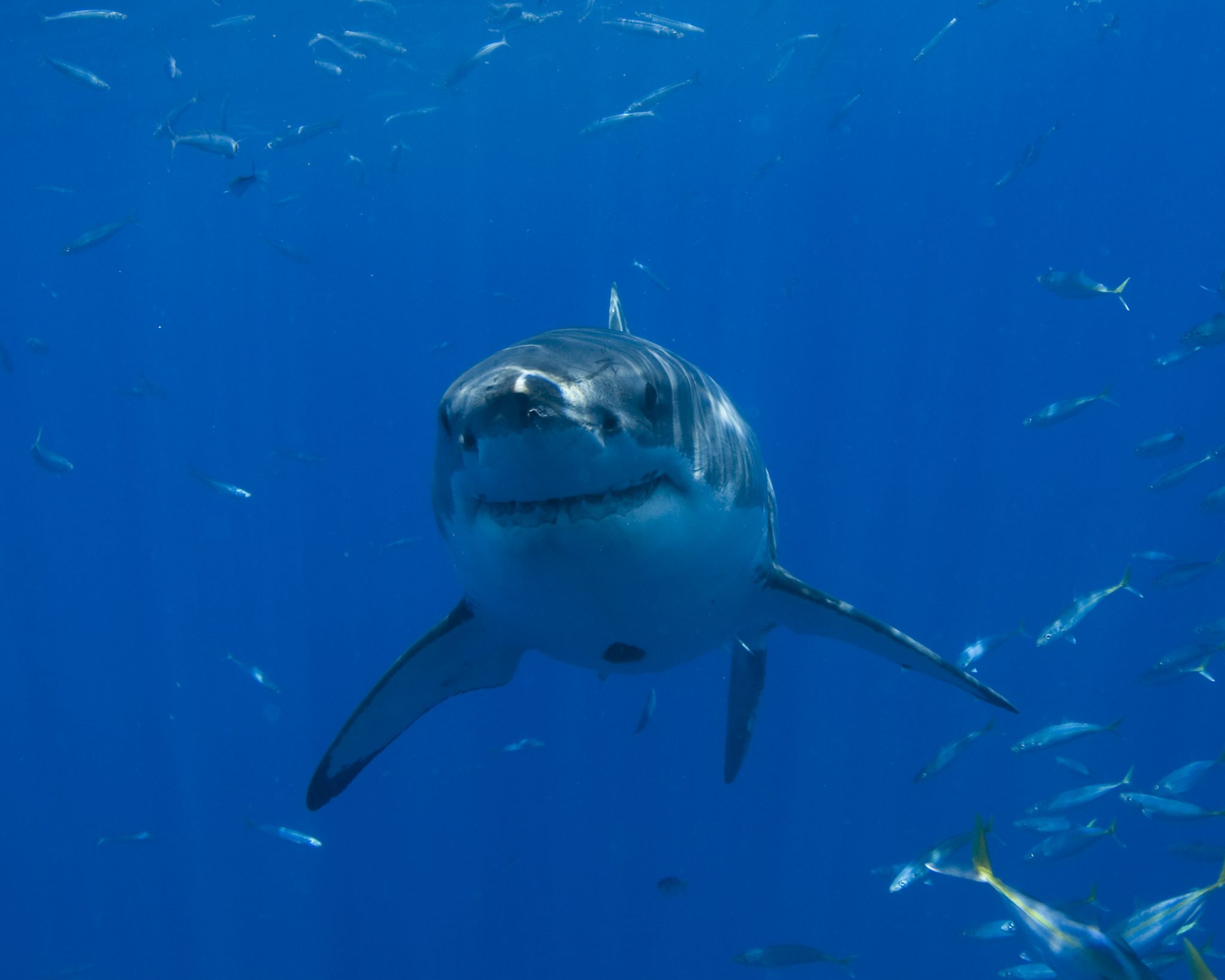 hammerhead shark eating people