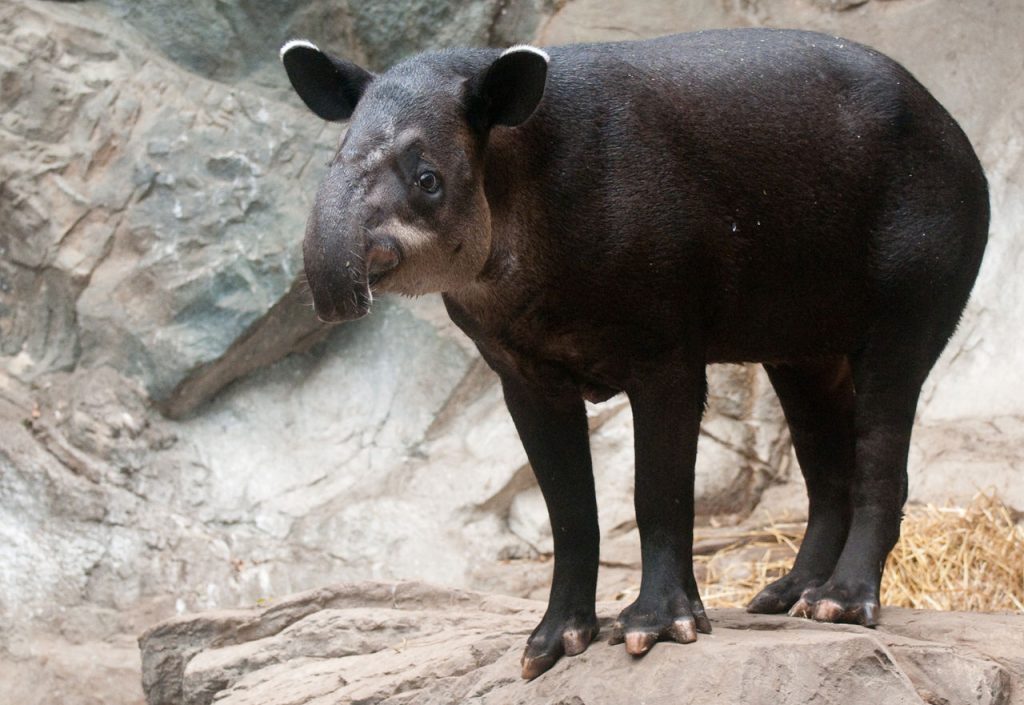 Baird's Tapir. By Eric Kilby from USA (Baird's Tapir Uploaded by Snowmanradio) [CC BY-SA 2.0 (https://creativecommons.org/licenses/by-sa/2.0)], via Wikimedia Commons