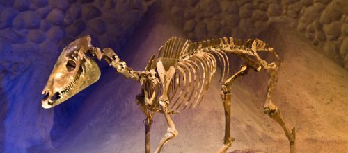 Gallery of Fossil Horses – Fossil Horses