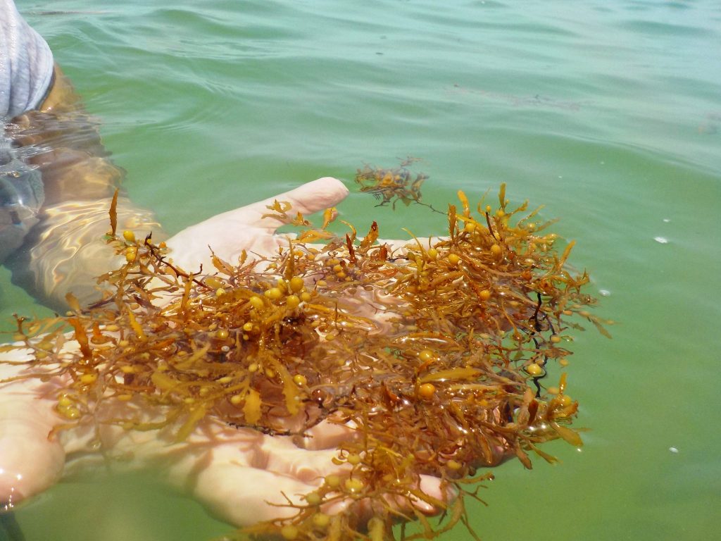 Sargassum Seaweed Or Brown Algae Thompson Earth Systems Institute