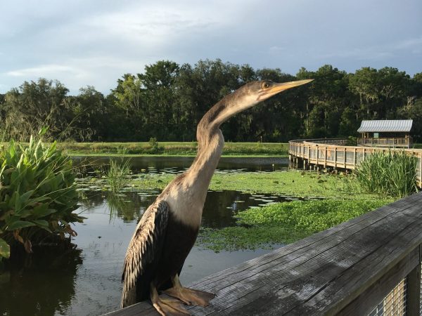 bird at Sweetwater Wetlands