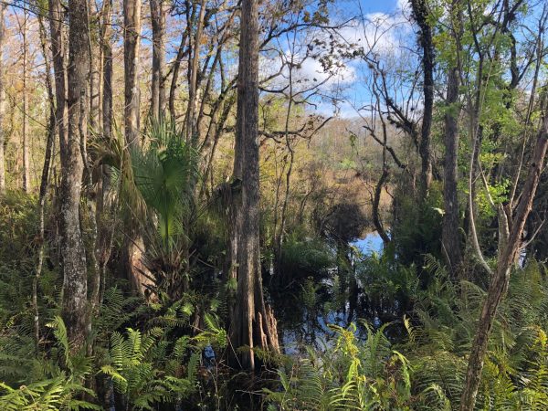 A Florida Slough