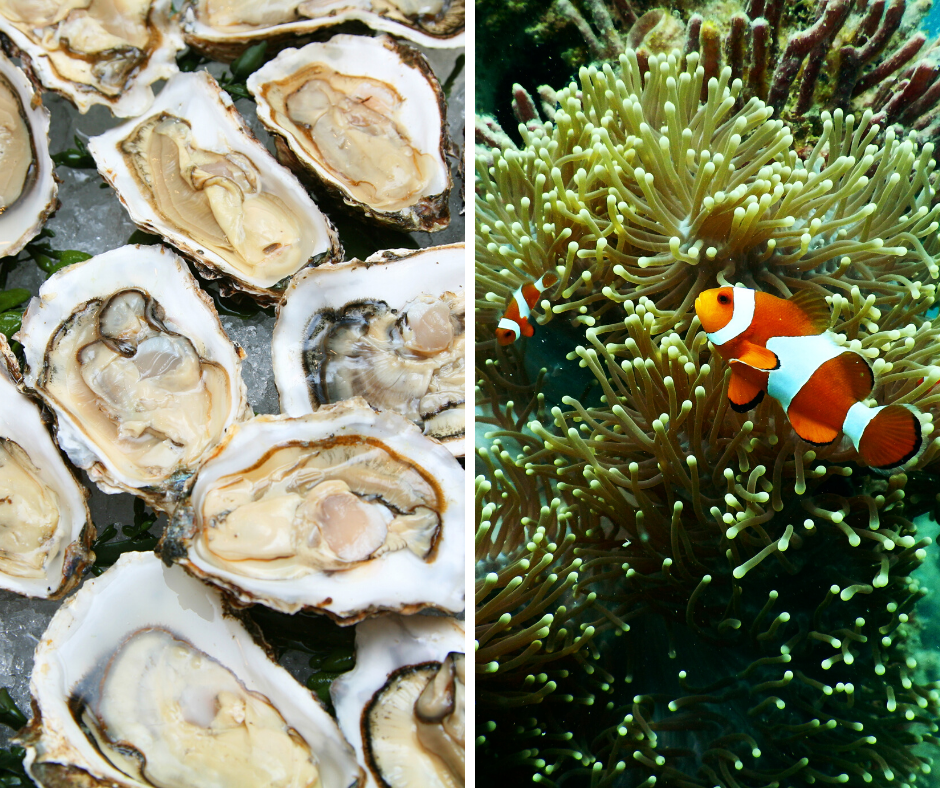 Human Activity Can Lead to Smaller Oysters, Coral Disease – Thompson ...