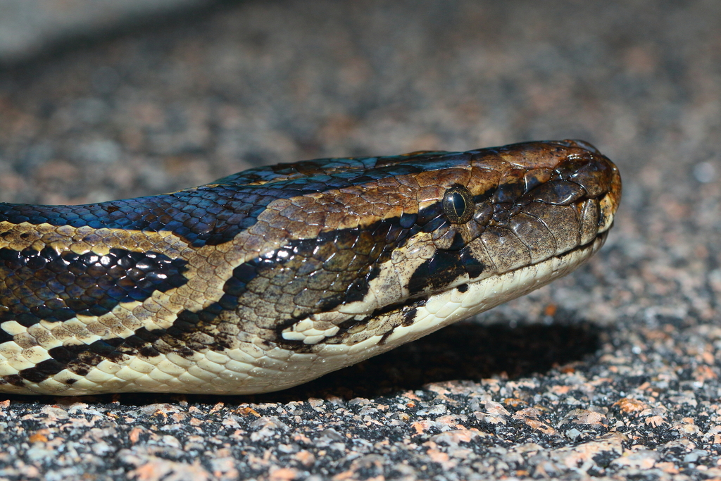 Slither Act Takes Aim On Everglades’ Invasive Species – Thompson Earth 