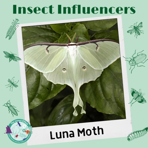 Insect Influencers Instagram Sliders – Thompson Earth Systems Institute
