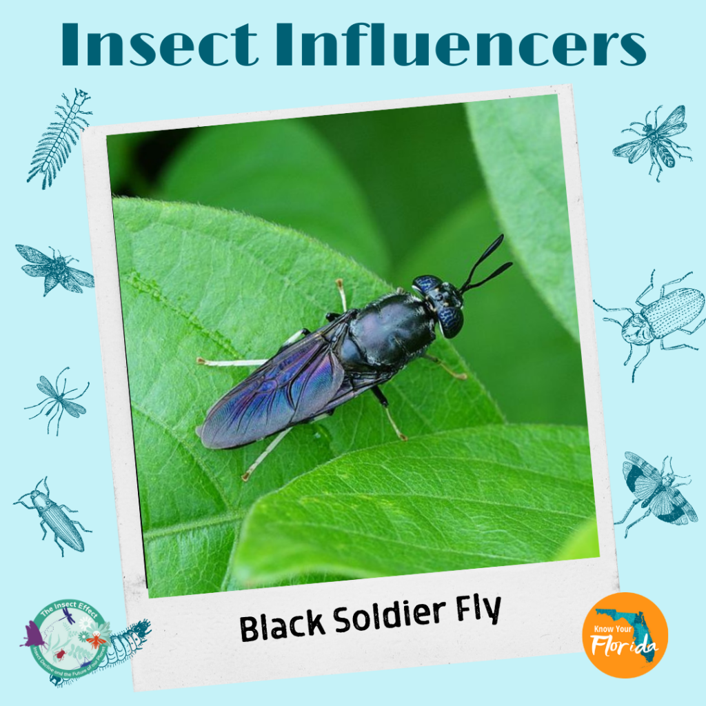 Insect Influencers Instagram Sliders – Thompson Earth Systems Institute