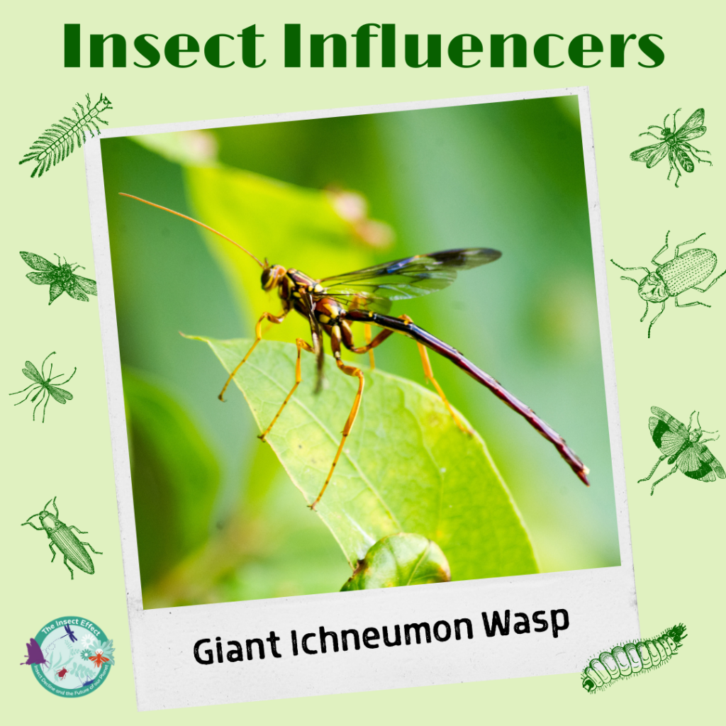 Insect Influencers Instagram Sliders – Thompson Earth Systems Institute