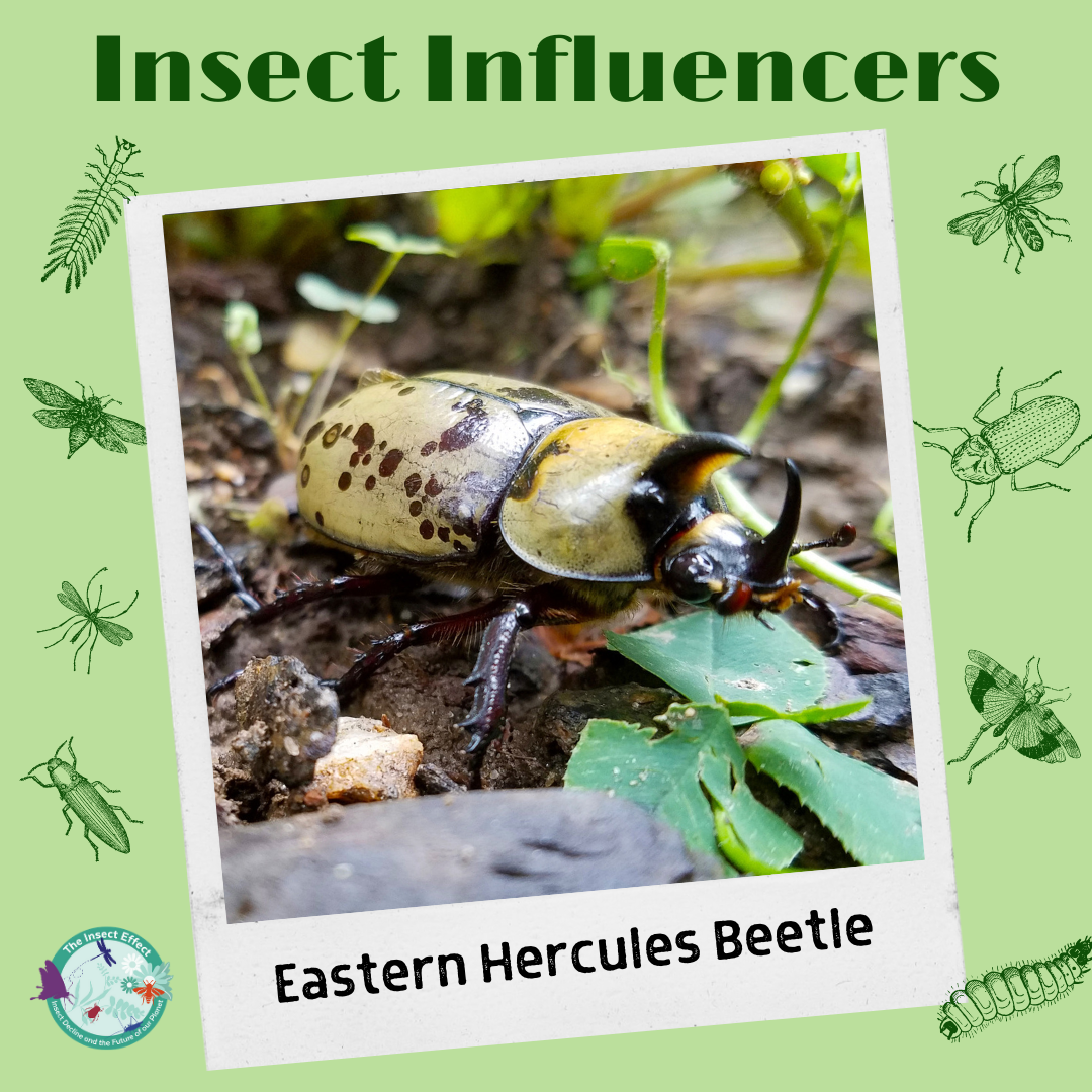 Insect Influencers Instagram Sliders – Thompson Earth Systems Institute