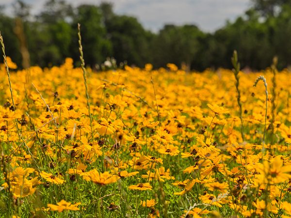 Coreopsis. Photo by Geena Hill.