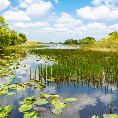 Habitats and Biodiversity – Thompson Earth Systems Institute