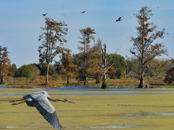 wetland