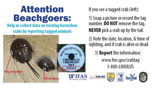 horseshoe crab watch info post