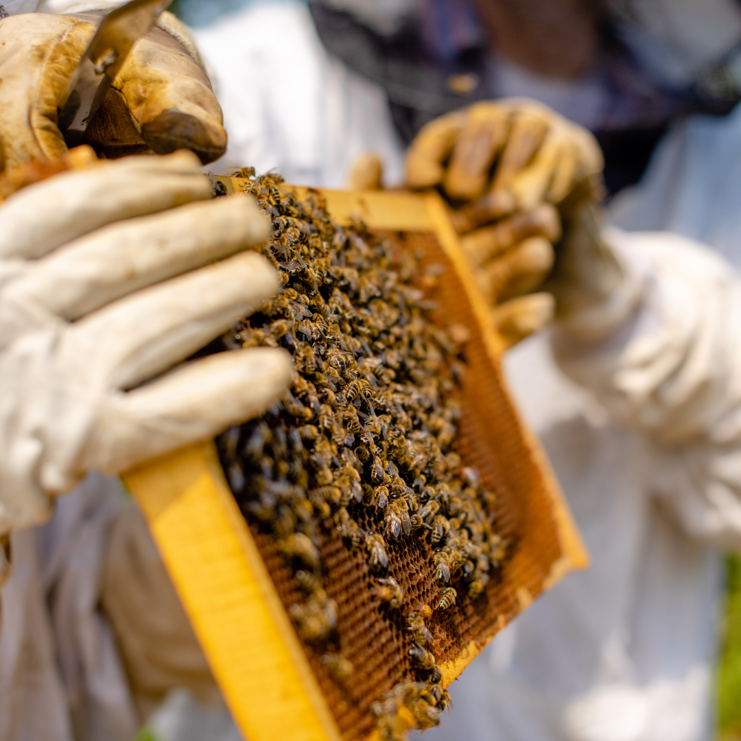 Bees and Honey - Oregon Agriculture in the Classroom