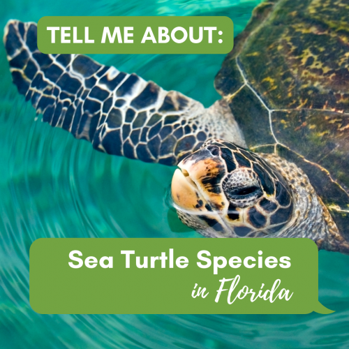 Tell me about sea turtles in Florida