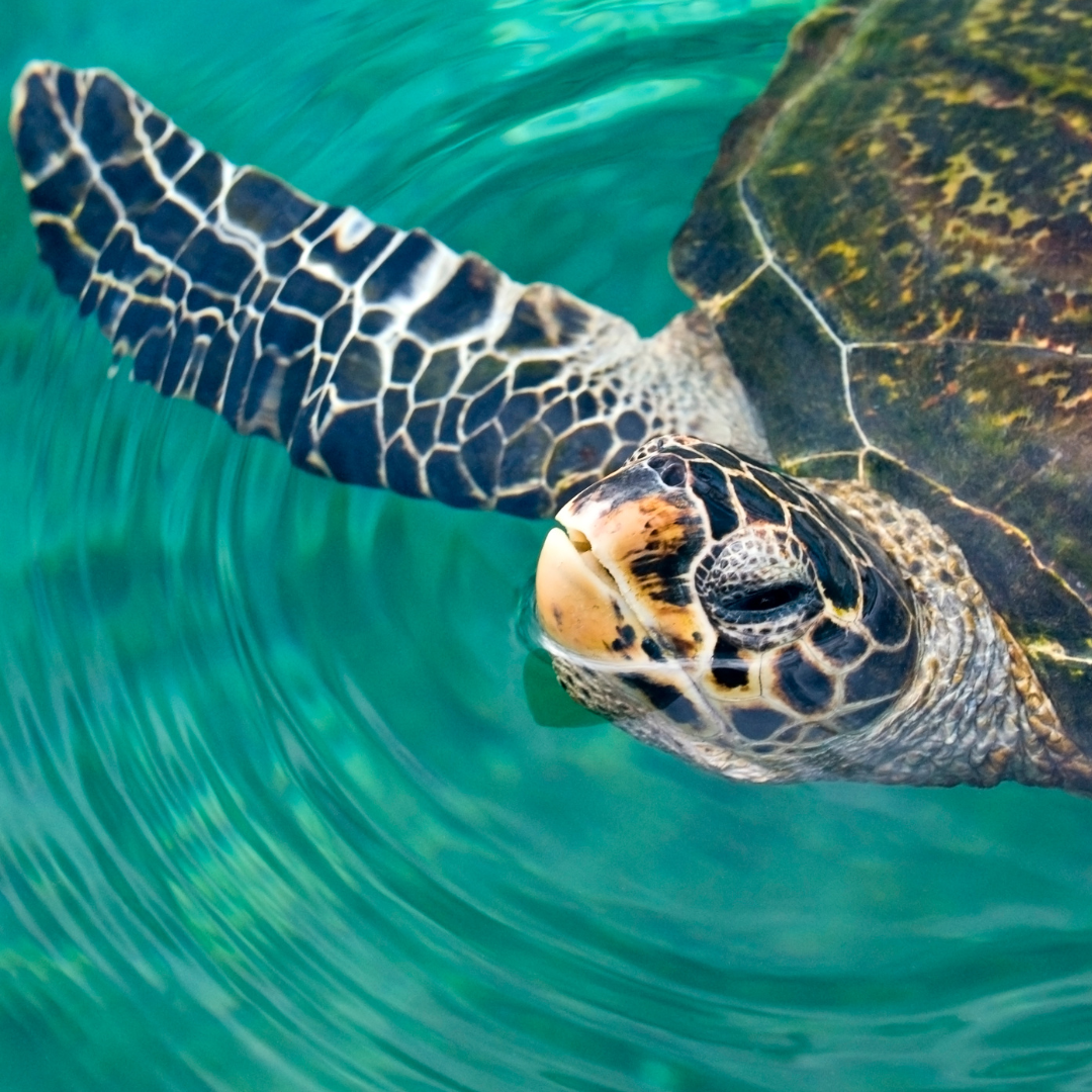 Tell Me About: Sea Turtle Species – Thompson Earth Systems Institute