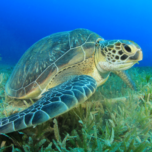 A green sea turtle swims above a seagrass meadow in the ocean.