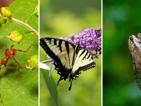 collage of ant, butterfly, and insect