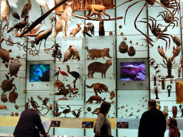 wall of specimens showcasing biodiversity