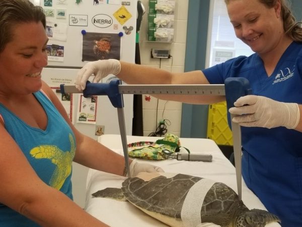 animal husbandry workers measure a sea turtle