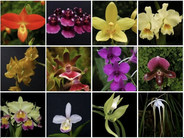 assorted orchids