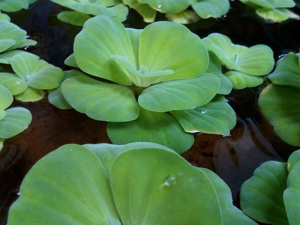 image of water lettuce plant