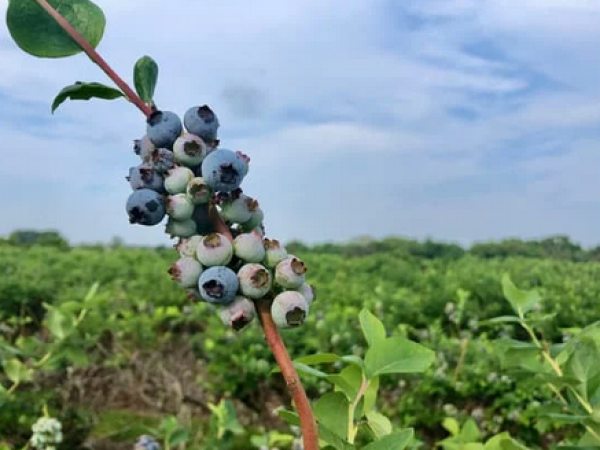 Close-up of ripe blueberries in a field at a Florida U-pick farm agritourism location.