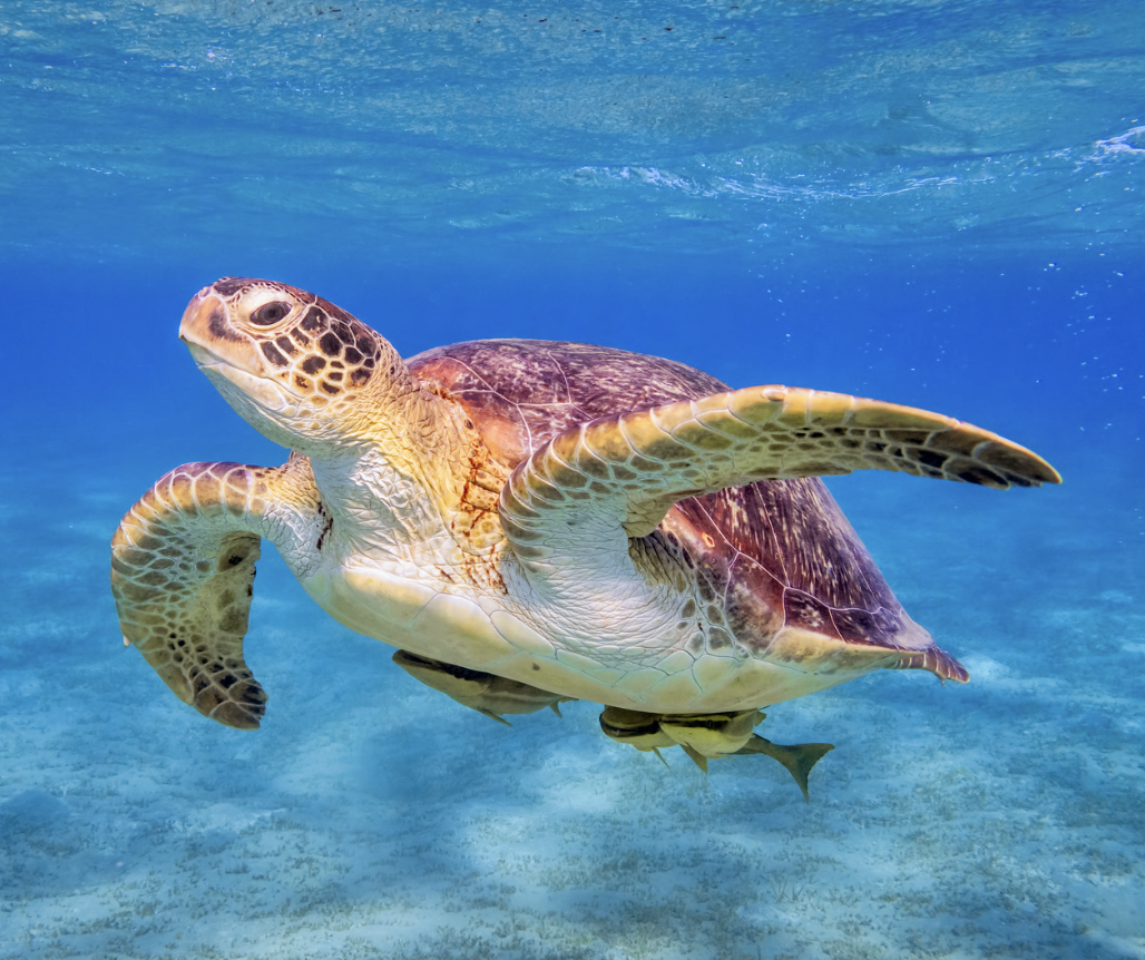 Sea Turtle Migration and Ecology Laboratory Internship – Thompson Earth ...