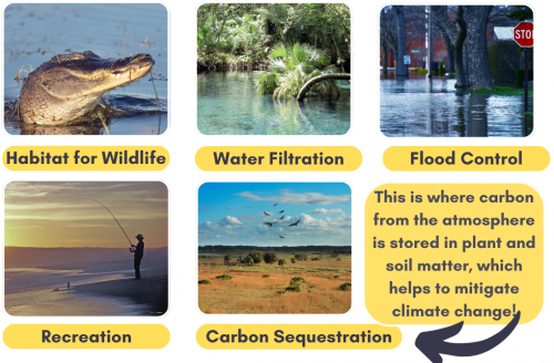 Graphic Showing the Ecosystem Services Provided by Wetlands