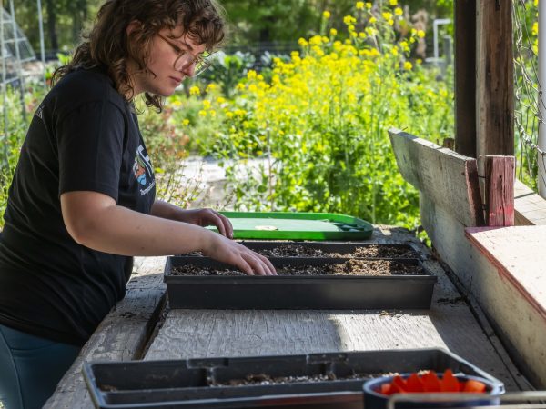 Tess Segal arranges succulent propagations in a tray.