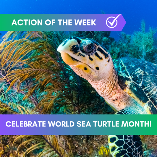 Celebrate World Sea Turtle Month