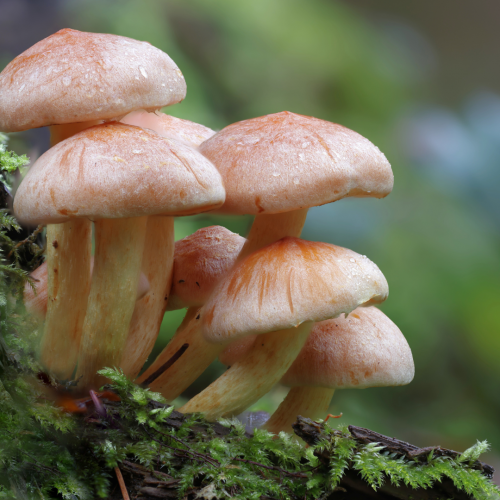 The Mysterious Kingdom of Fungi