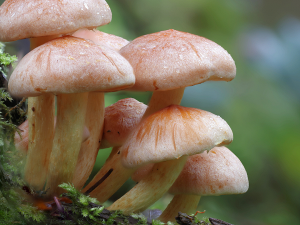 The Mysterious Kingdom of Fungi