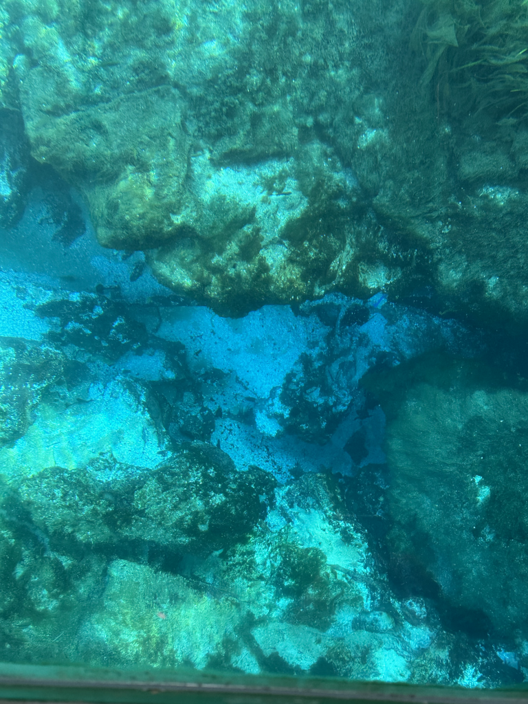 Photo looking into Silver Spring through the glass bottom boat.