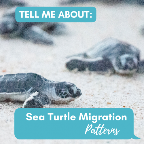 tell me about sea turtle migration patterns