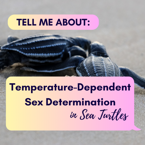 Tell me about temperature-dependent sex determination in sea turtle