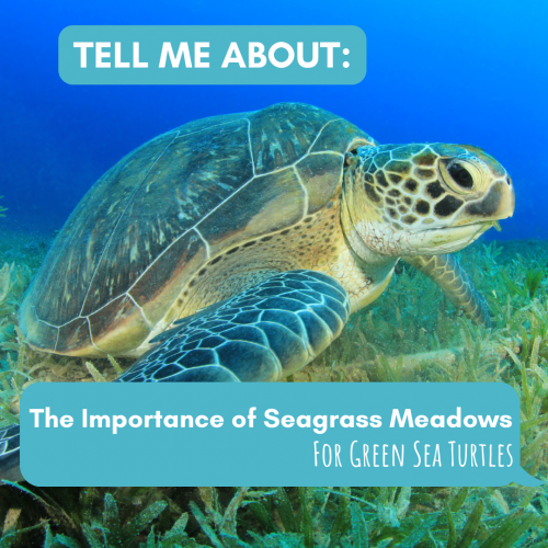 tell me the importance of seagrass meadows for green sea turtles