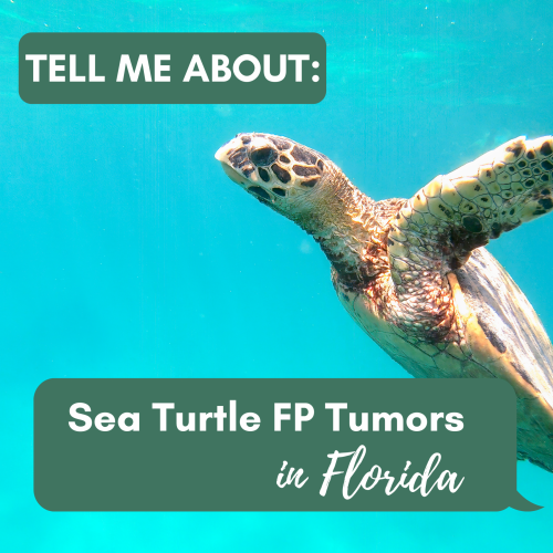 Sea Turtle FP Tumors