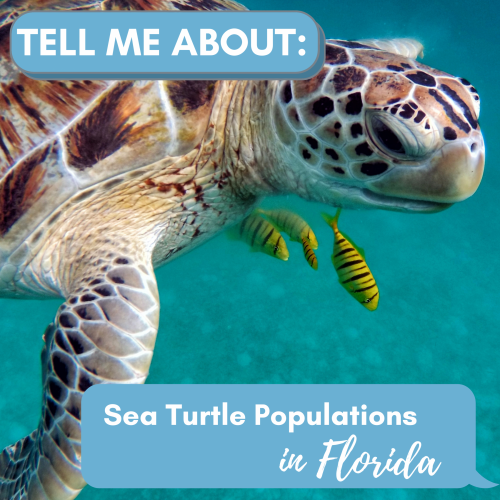 Florida Sea Turtles